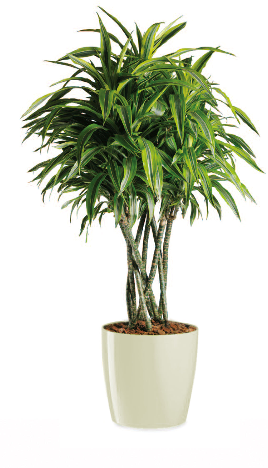 HEM Living Essential Übertopf 'Galleria' Basso